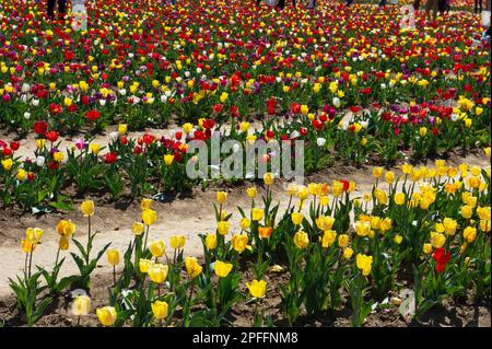 10. April 2022 – Europa, Italien, Lombardei, Mailand, tulpenfelder. Stockfoto