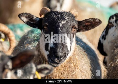 Schaf von Blackface im Schnee in Irland. Stockfoto