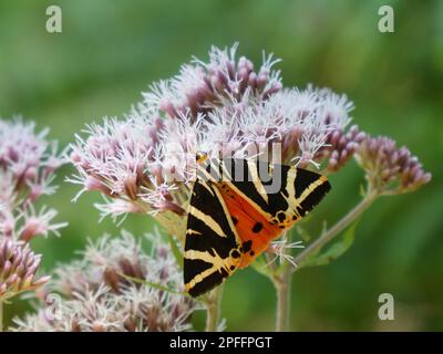 Ein Tiger aus Jersey, der in Pfälzer Wald auf einer Blume sitzt Stockfoto