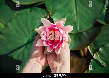 Weibliche Hände mit rosa Lotusblüten Stockfoto