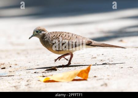 Zebra Dove (Geopelia striata) Singapur Stockfoto