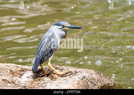 Der Streifenreiher (Butorides striata) steht am Rand eines Teiches in Singapur Stockfoto