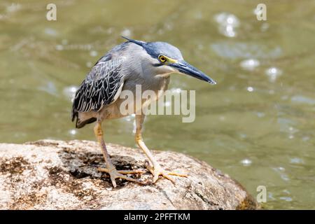 Der Streifenreiher (Butorides striata) steht am Rand eines Teiches in Singapur Stockfoto