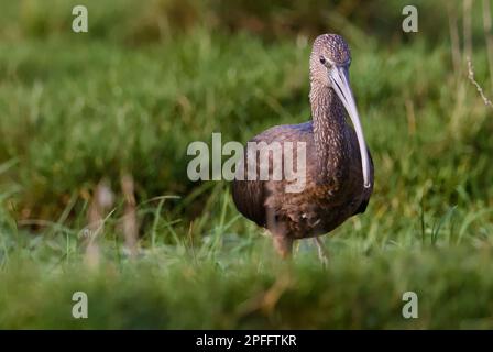 Juvenile, Young, Glossy Ibis, Plegadis falcinellus, Front View Walking on A Salt Marsh, Stanpit Marsh, England, Großbritannien Stockfoto