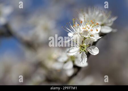 Nahaufnahme von Blackthorn, Sloe, Prunus spinosa, Blossom, Flowers in Spring, New Forest Uk Stockfoto