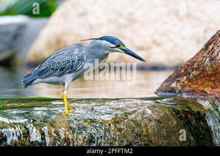Der Streifenreiher (Butorides striata) steht am Rand eines Teiches in Singapur Stockfoto