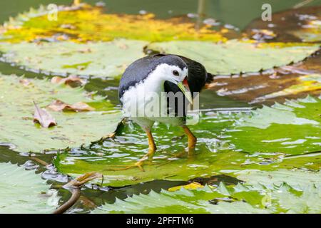 Weißbrustwasserhuhn (Amaurornis phoenicurus) auf Lilienpads, Singapur Stockfoto