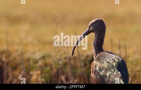 Juvenile Glossy Ibis, Plegadis falcinellus, steht auf Einem Salzmarsch bei Sunset, Stanpit Marsh UK Stockfoto