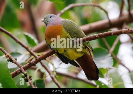 Pink-Neck Green Pigeon (Treron Vernans) Singapur Stockfoto