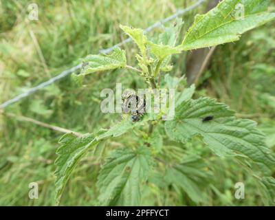Raupe aus kleiner Schildpatt, die auf grüner Pflanze sitzt Stockfoto