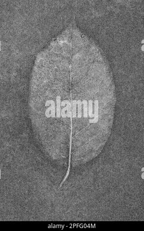 Weich und bleistiftig wie schwarz-weißes Bild von Kirschlaurel oder Prunus laurocerasus-Baum, der auf beflecktem Metall liegt Stockfoto