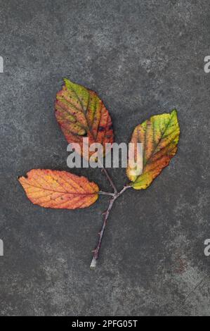 Herbstroter gelber und grüner Blattstiel von Brombeere oder Rubus fruticosus, der auf beflecktem Metall liegt Stockfoto