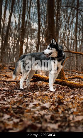 Ein bezaubernder Husky-Hund, der in einem malerischen Herbstwald steht, mit gefallenen Blättern im Hintergrund Stockfoto