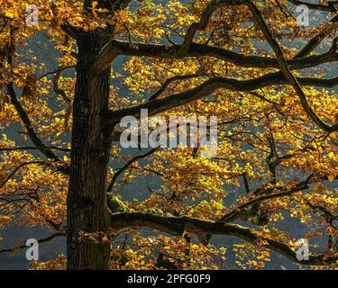 Die hintergrundbeleuchteten gelben Blätter auf Baumzweigen im Herbst. Stockfoto