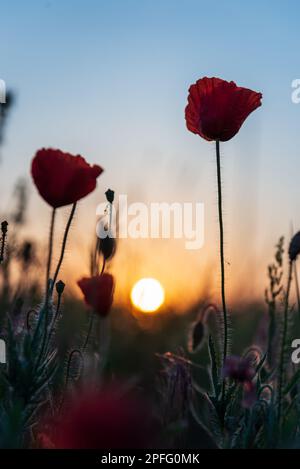 Sonnenscheibe am Horizont am frühen Morgen im Hintergrund und Mohnblumen im Vordergrund, niedrig. Stockfoto