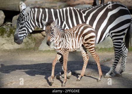 Liberec, Tschechische Republik. 17. März 2023. Ein drei Wochen altes Maneless Zebra (Equus quagga borensis), eine in freier Wildbahn stark gefährdete Art, feiert sein Debüt im Liberec Zoo in der Tschechischen Republik. Das weibliche Zebra wurde am 23. Februar 2023 geboren. Die Zebrazucht ohne Mannoven begann in Europa in der ersten Hälfte der 1970er Jahre, als diese Art von Afrika nach Europa gebracht wurde, durch tschechoslowakische Expeditionen unter der Leitung des Leiters des böhmischen Zoos Josef Vagner. (Kreditbild: © Slavek Ruta/ZUMA Press Wire) NUR REDAKTIONELLE VERWENDUNG! Nicht für den kommerziellen GEBRAUCH! Stockfoto