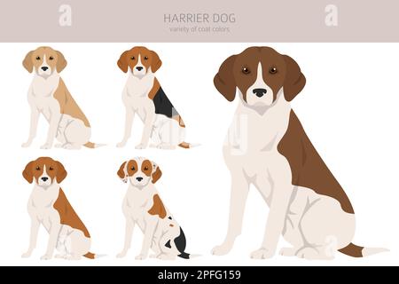 Harrier Hundeclipart. Verschiedene Posen, Fellfarben eingestellt. Vektorgrafik Stock Vektor