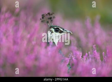 Porträt einer bunten Erbse in pinkfarbenem Heidekraut, Großbritannien. Stockfoto