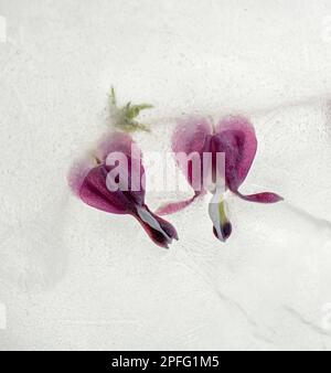 Blutende Herzblumen (Dicentra spectabilis) im Eis Stockfoto