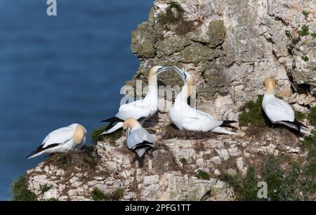 Nahaufnahme von Bonding Northern Gannets (Morus bassana) auf einer Klippe an der Nordsee, Großbritannien. Stockfoto