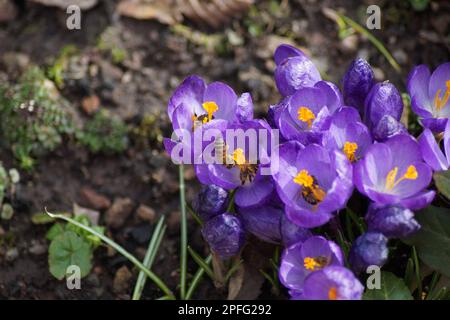 Wildbienen, die lila Krokusse fressen Stockfoto