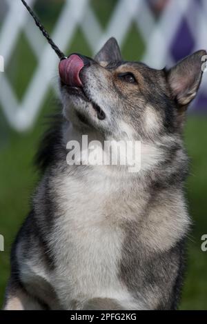 Schwedisches Vallhund schaut auf ihren Betreuer Stockfoto