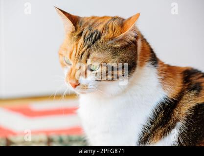 Seitlicher Blick auf eine vergnügliche Hauskatze mit ihren strahlenden Augen und Schnurrhaaren, die die Essenz kleiner bis mittelgroßer felidae-Säugetiere einfängt. Stockfoto