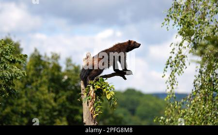 Wolverine aka wolverene - Gulo gulo - ruht auf trockenem Baum, verschwommener Wald und Himmelshintergrund Stockfoto