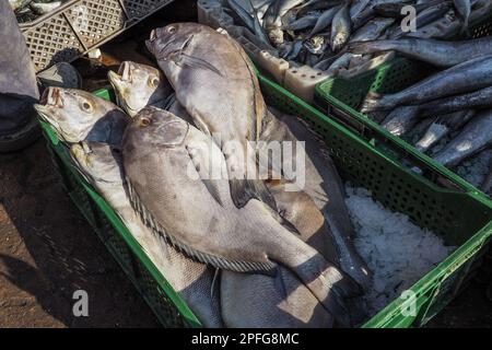 Fischhaufen in Plastikschachteln mit Eis auf dem Straßenmarkt - Marrakesch Marokko Stockfoto