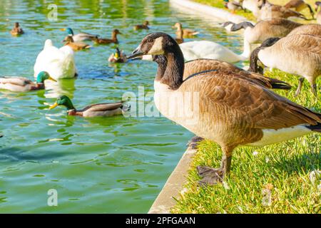 Wilde schwarze Gänse, Schwäne und Enten beim Sonnenbaden an einem grünen See und Schwimmen. Stockfoto