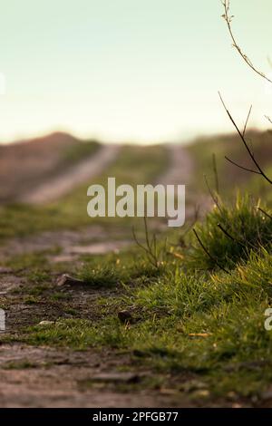 Eine Nahaufnahme von frischem grünen Gras bei Sonnenuntergang. Stockfoto