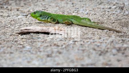 Balkanische grüne Eidechse oder lacerta trilineata Herping auf dem Boden auf verschwommenem grauen Hintergrund Stockfoto