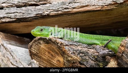 Balkanische grüne Eidechse oder lacerta trilineata in den Wäldern, die die Sonne genießen Stockfoto