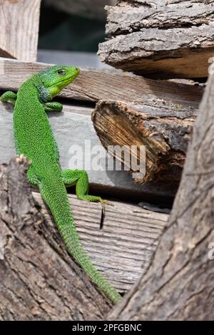 Balkanische grüne Eidechse oder lacerta trilineata in den Wäldern, die die Sonne genießen Stockfoto