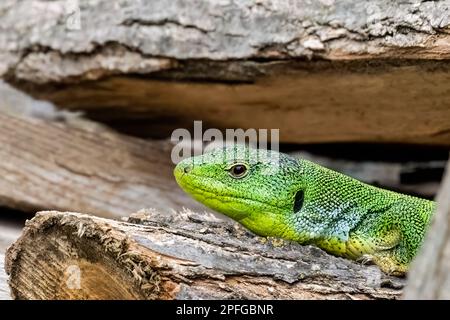 Balkanische grüne Eidechse oder lacerta trilineata in den Wäldern, die die Sonne genießen Stockfoto