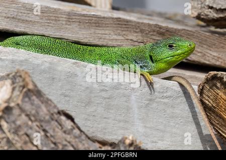 Balkanische grüne Eidechse oder lacerta trilineata in den Wäldern, die die Sonne genießen Stockfoto