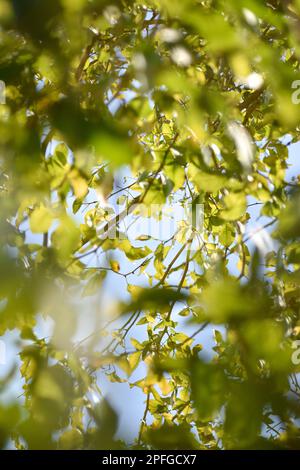 Die Schönheit der Natur wird in einer atemberaubenden Tapetenaufnahme festgehalten. Sonnenlicht filtert durch grüne Blätter und schafft eine friedliche und ruhige Atmosphäre. Stockfoto