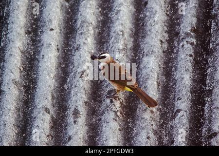 Gelbbelüftetes Bulbul (Pycnonotus goiavier) auf dem Dach ist das gelbbelüftete Bulbul eine einheimische Art, die in Südostasien von Indochina bis zum P lebt Stockfoto