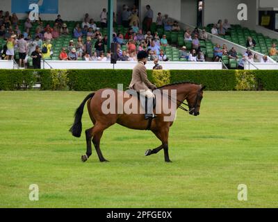 Ein Wettbewerber, der an einer Reiterveranstaltung in Reitjacke und -Hose teilnimmt, trabt in der Freiluftarena - Great Yorkshire Show, Harrogate England, Großbritannien. Stockfoto