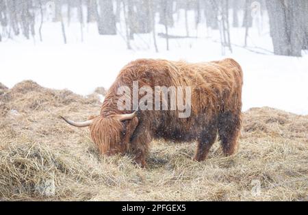 Highland-Kühe, die im Winter in Kanada auf einem verschneiten Feld auf Heu weidet Stockfoto