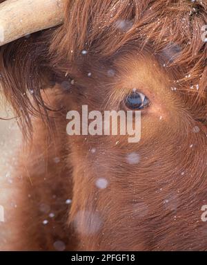 Highland-Kühe, die im Winter in Kanada auf einem verschneiten Feld stehen Stockfoto