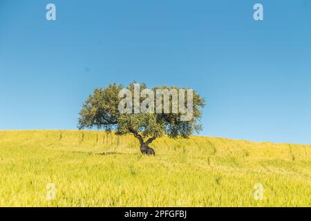 Der Sidi Salem Dam, ein beeindruckendes Wassermanagementsystem in Beja, Tunesien. Nordafrika Stockfoto