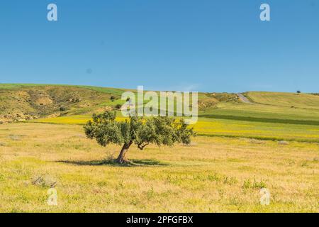 Der Sidi Salem Dam, ein beeindruckendes Wassermanagementsystem in Beja, Tunesien. Nordafrika Stockfoto