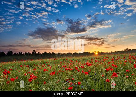 Ein Feld mit rotem Mohn und Maisblumen am Morgen vor dem Hintergrund des Waldes. Stockfoto