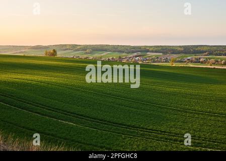 Ein grünes Weizenfeld auf einem Hügel, beleuchtet von den warmen Strahlen der untergehenden Sonne im Frühling Stockfoto