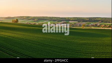 Ein grünes Weizenfeld auf einem Hügel, beleuchtet von den warmen Strahlen der untergehenden Sonne im Frühling Stockfoto