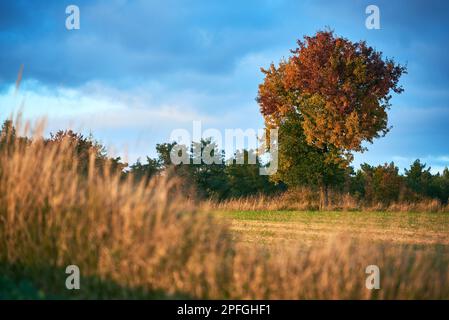 Bunte Bäume auf einem Haufen im Herbst Stockfoto