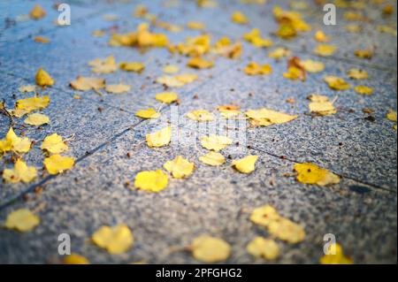 Gelbe feuchte Lindenblätter auf einem Granitpflaster Stockfoto