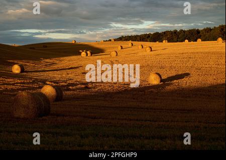 Kontrastfeld mit Strohballen im Licht der untergehenden Sonne auf einem Hügel Stockfoto