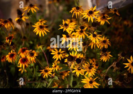 Rudbeckienblüten mit geringer Feldtiefe im Spätsommer Stockfoto